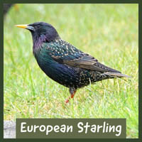 European Starling